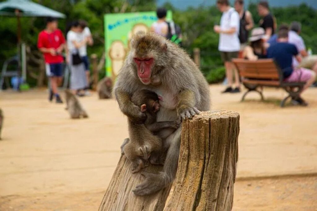 A wild monkey holding its baby on a wooden stump during a private arashiyama walking tour.