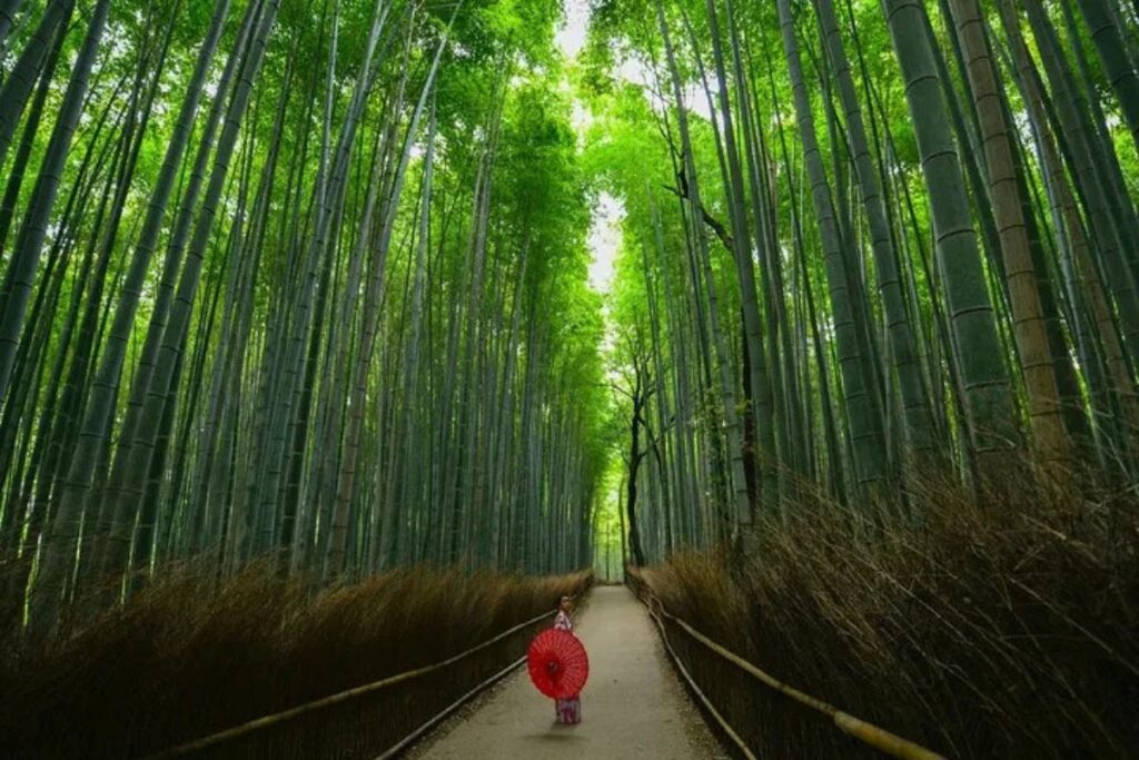 A person carrying a vibrant red umbrella down a peaceful path surrounded by towering green stalks.