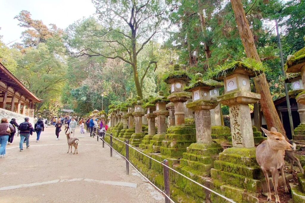 A wild animal looking at moss-covered stone lanterns along a peaceful forest path filled with walking visitors.