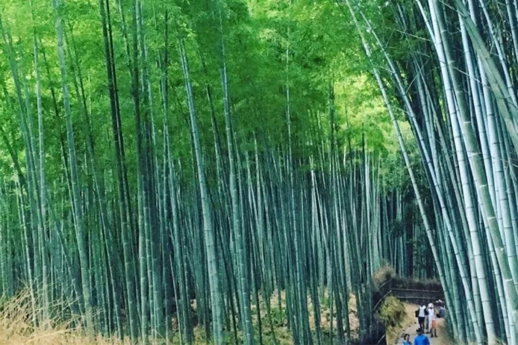 Arashiyama Bamboo Grove path on a Kyoto sightseeing tour
