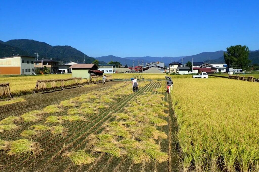 A beautiful scenic view of rural agricultural traditions experienced on the Hida Satoyama cycling tour.