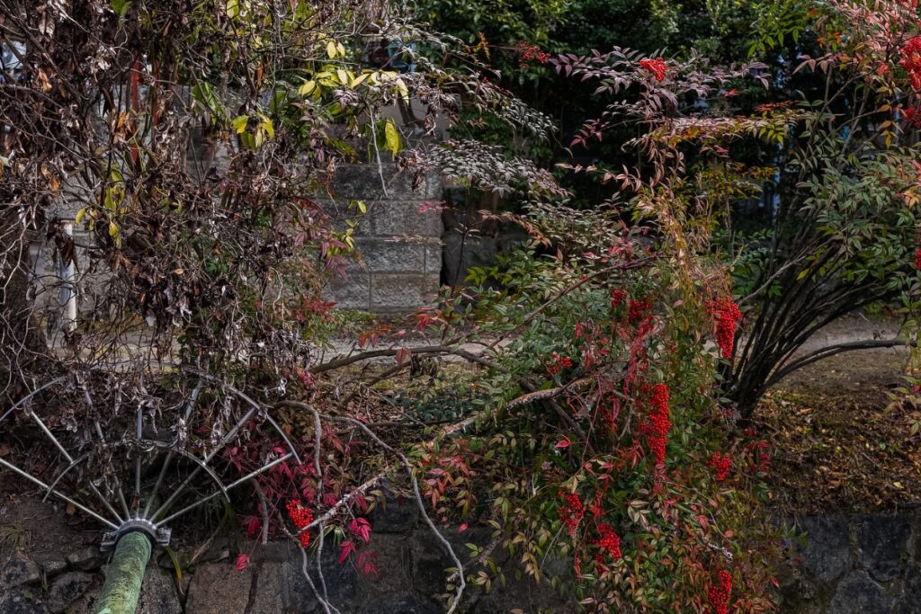 Vibrant red berries growing alongside stone structures along the scenic Philosopher's Path, a peaceful walking route included in our Kyoto private culture tour.