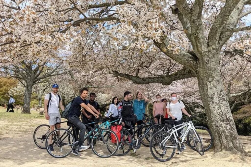 Cyclists pausing under beautiful blooming cherry blossom trees during a Nara nature bike tour.