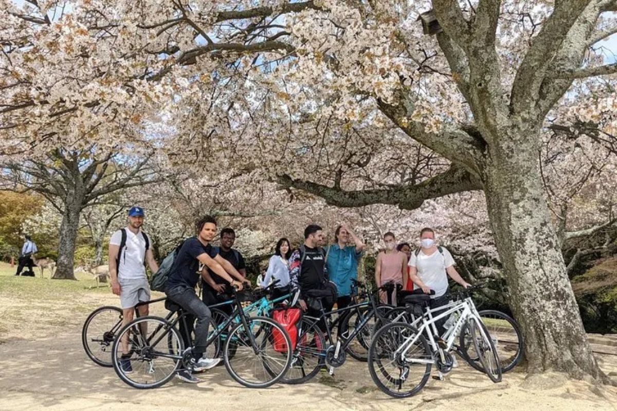 Cyclists pausing under beautiful blooming cherry blossom trees during a Nara nature bike tour.