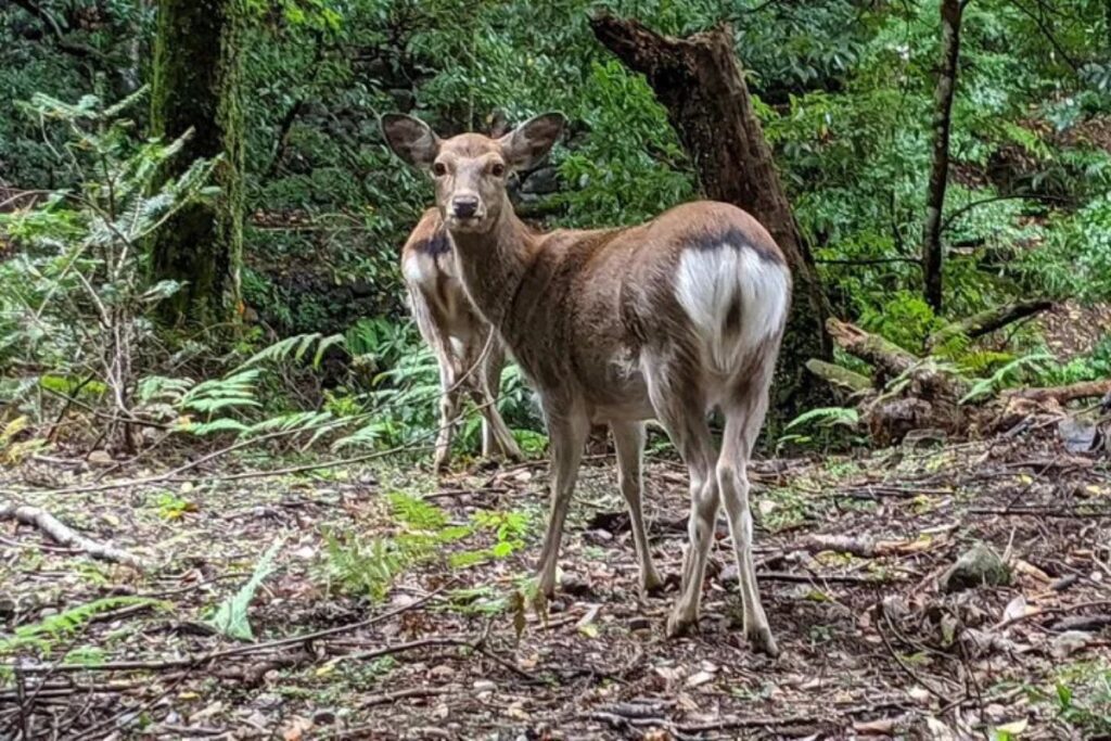 A wild forest deer standing amidst green foliage and trees.