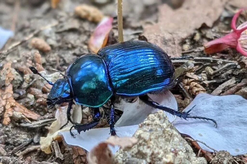 Close-up view of a vibrant, metallic blue beetle resting on the ground.