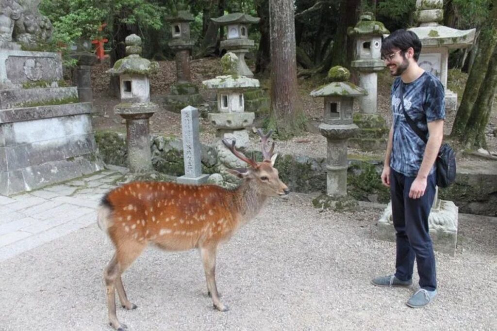 A spotted wild deer standing next to ancient stone lanterns during a guided cycling excursion in Nara.