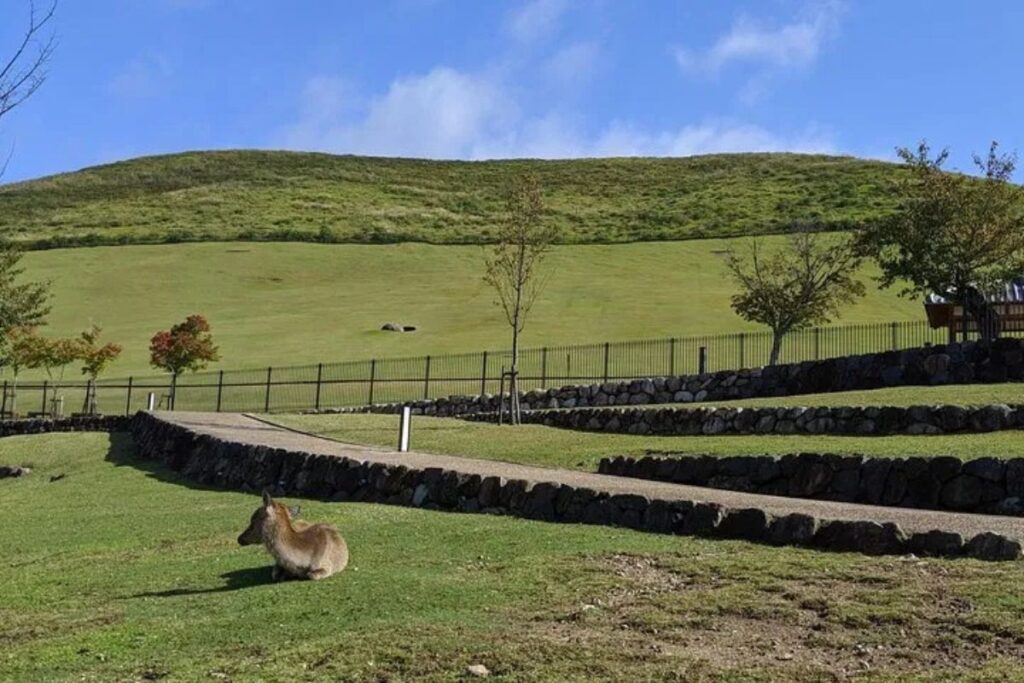 A wild deer resting on the green hills of Wakakusayama during a Nara city tour.