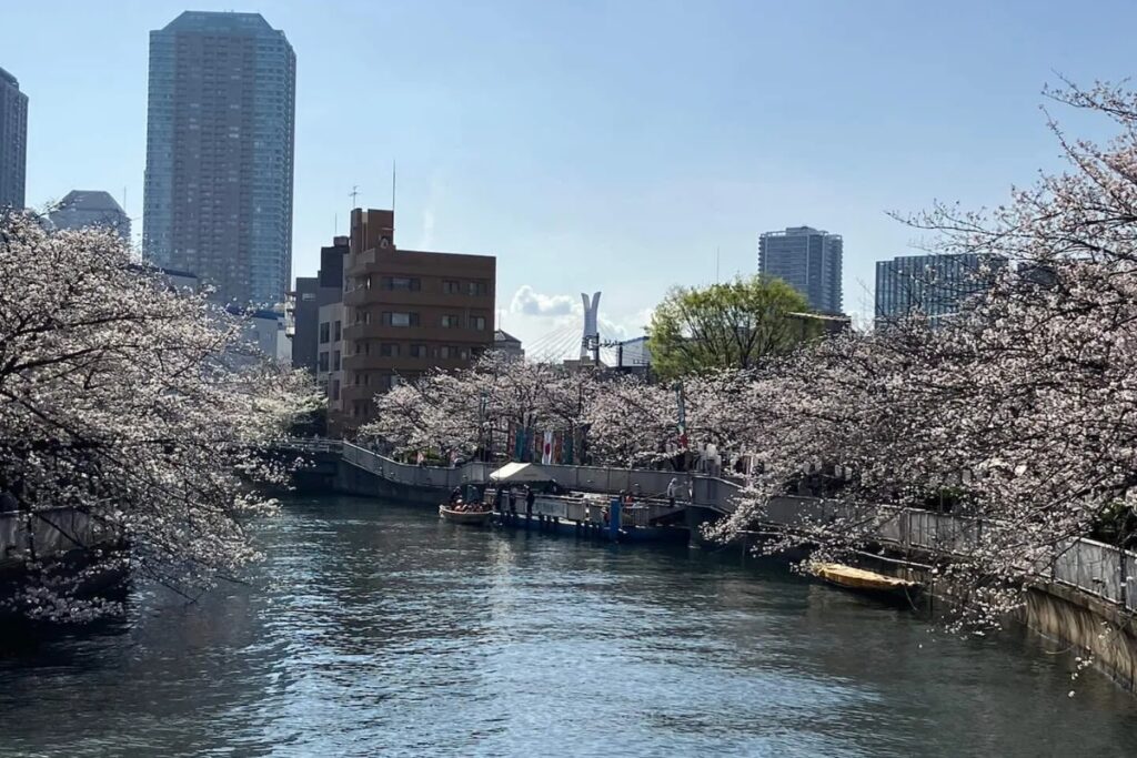 Cherry blossoms in full bloom along the Sumida River canal in Monzennakacho district, Tokyo