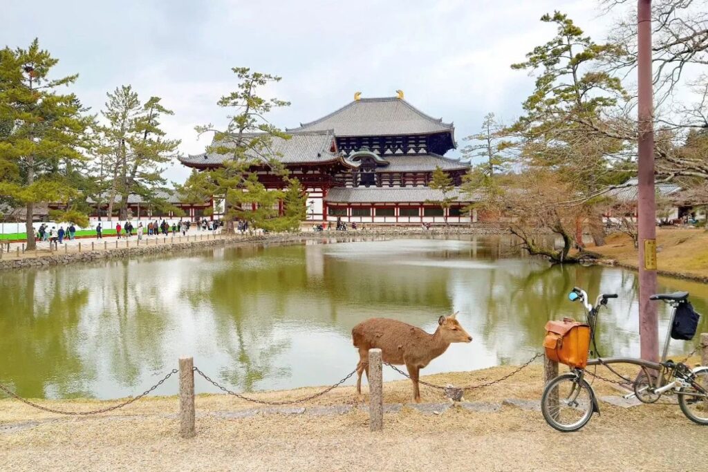 A wild deer standing next to a parked folding cycle by a scenic pond during a Brompton bike tour Nara.