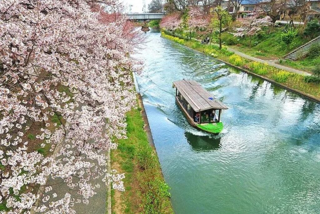 A scenic view of a small boat floating down a peaceful canal lined with blooming cherry blossoms.