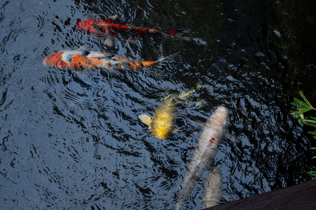 Koi fish swimming in pond